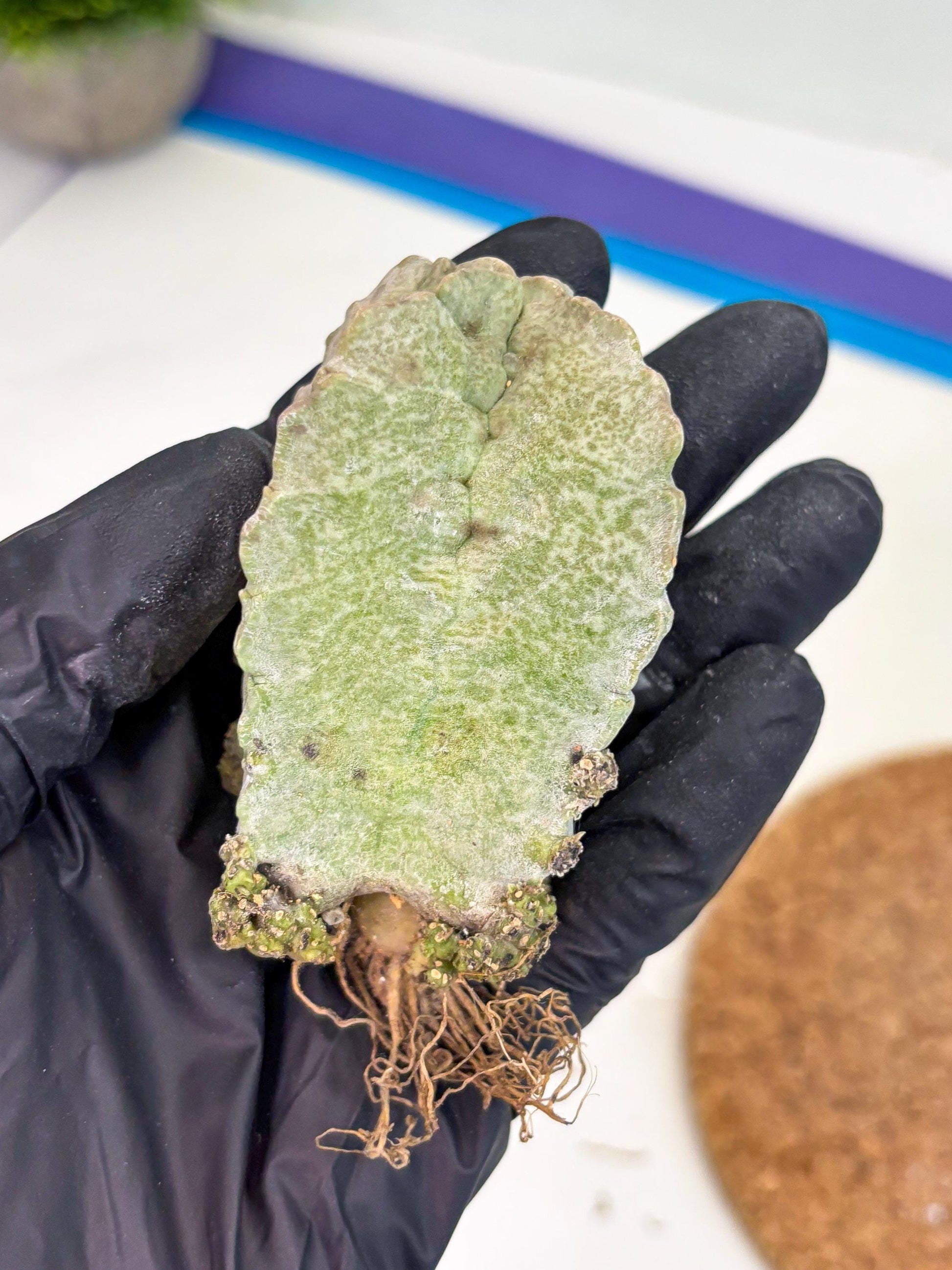 Whitesloanea crassa (p) | Rare Cactus