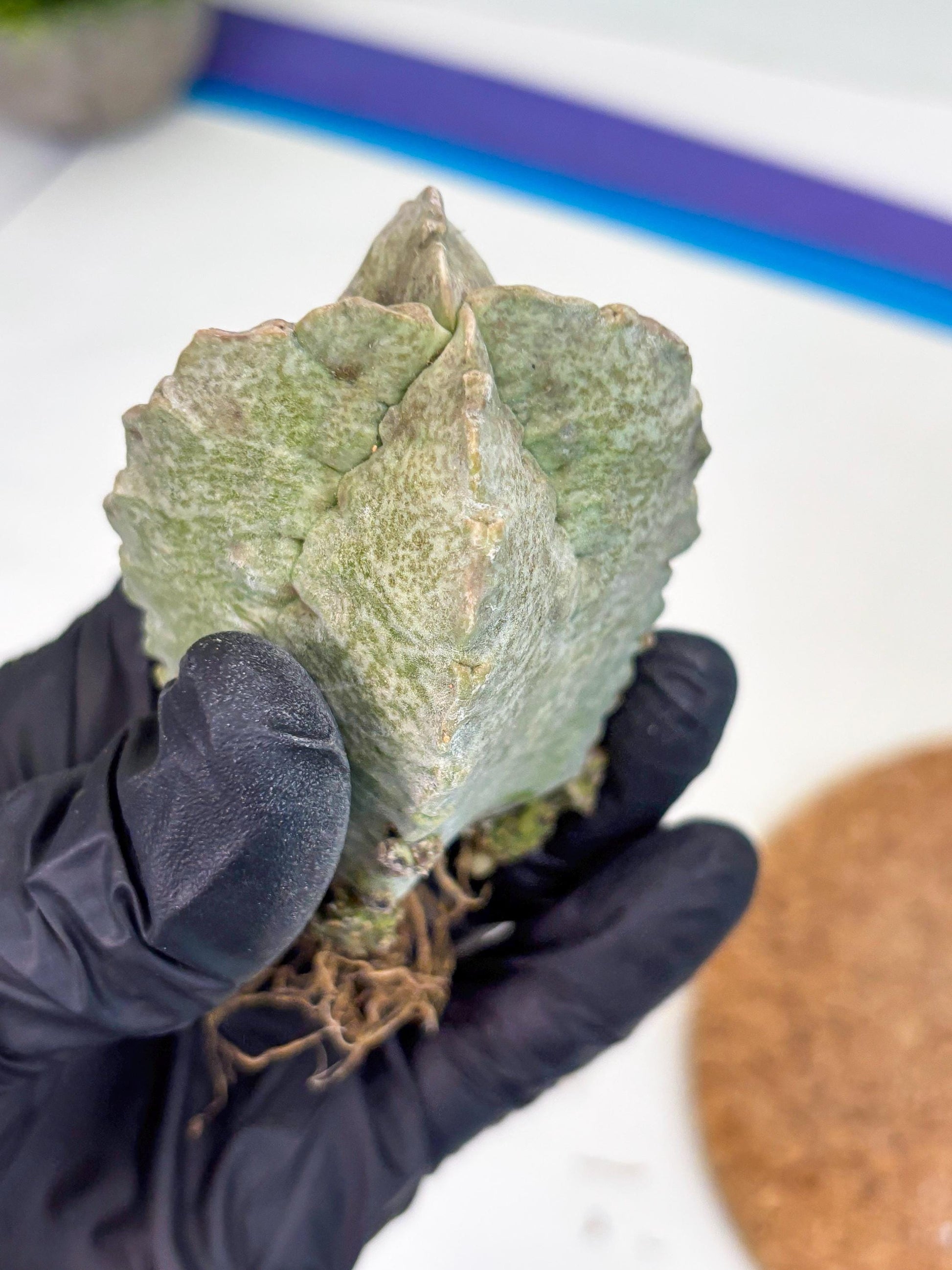 Whitesloanea crassa (p) | Rare Cactus