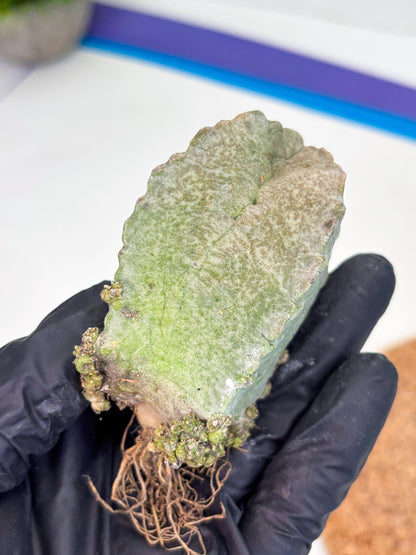 Whitesloanea crassa (p) | Rare Cactus