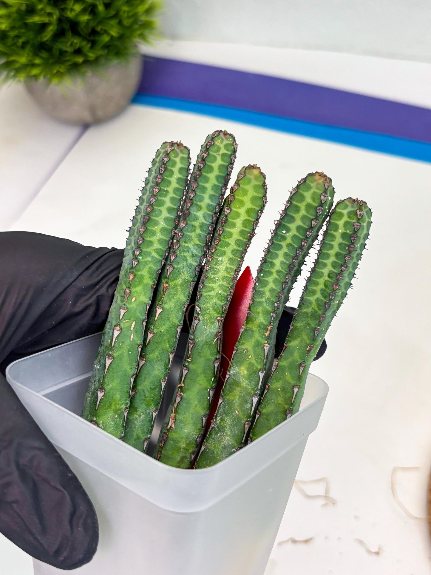 Heterochroma / Quadrangularis (r) | 1 Pot