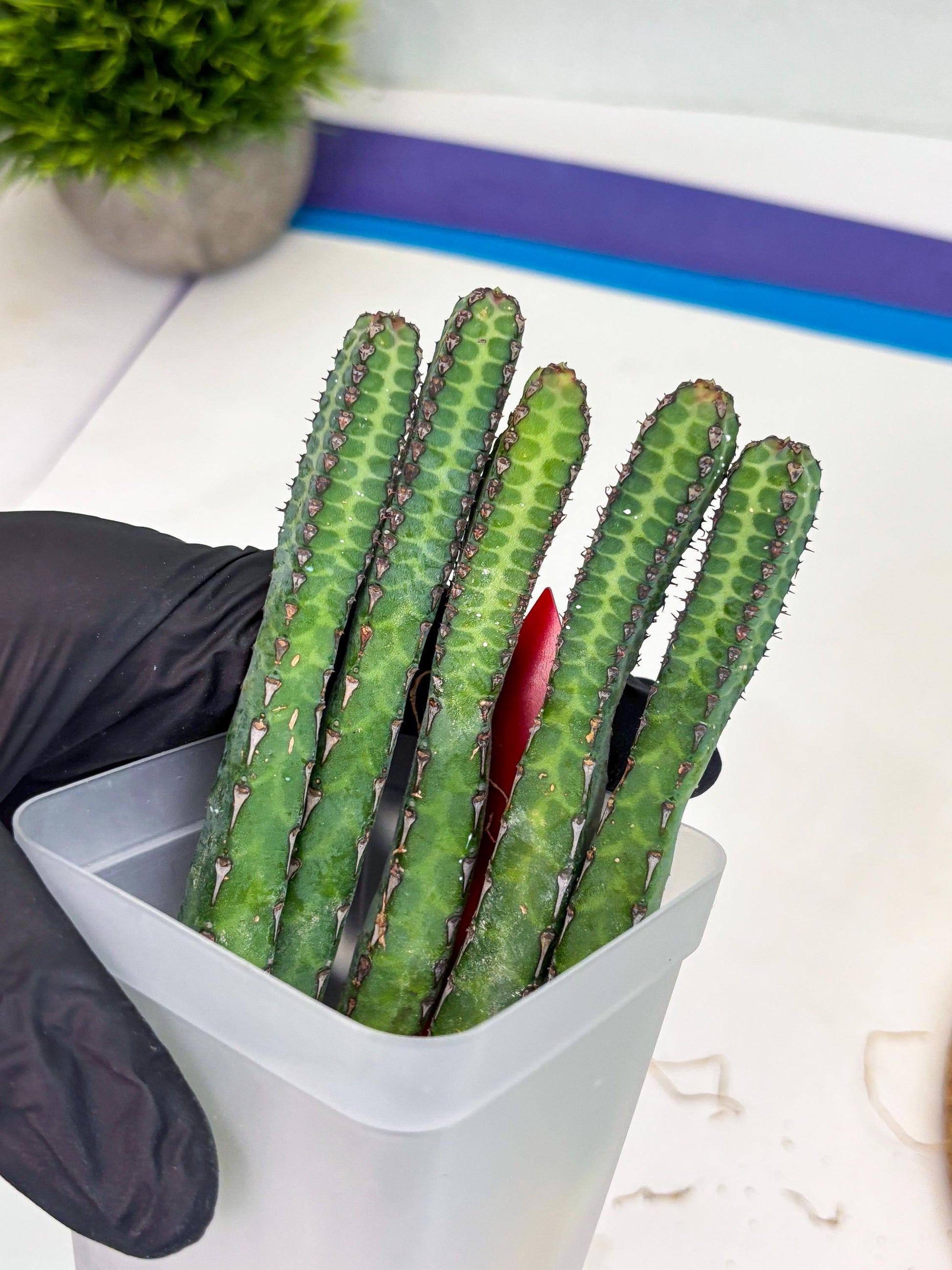 Heterochroma / Quadrangularis (r) | 1 Pot