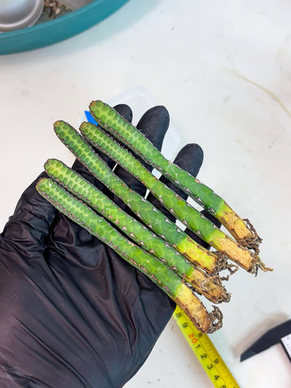 Heterochroma / Quadrangularis (b) | 1 Pot