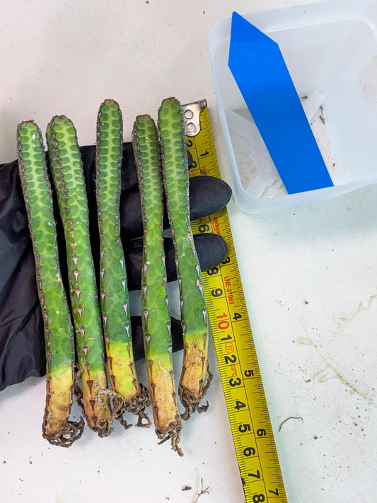 Heterochroma / Quadrangularis (b) | 1 Pot