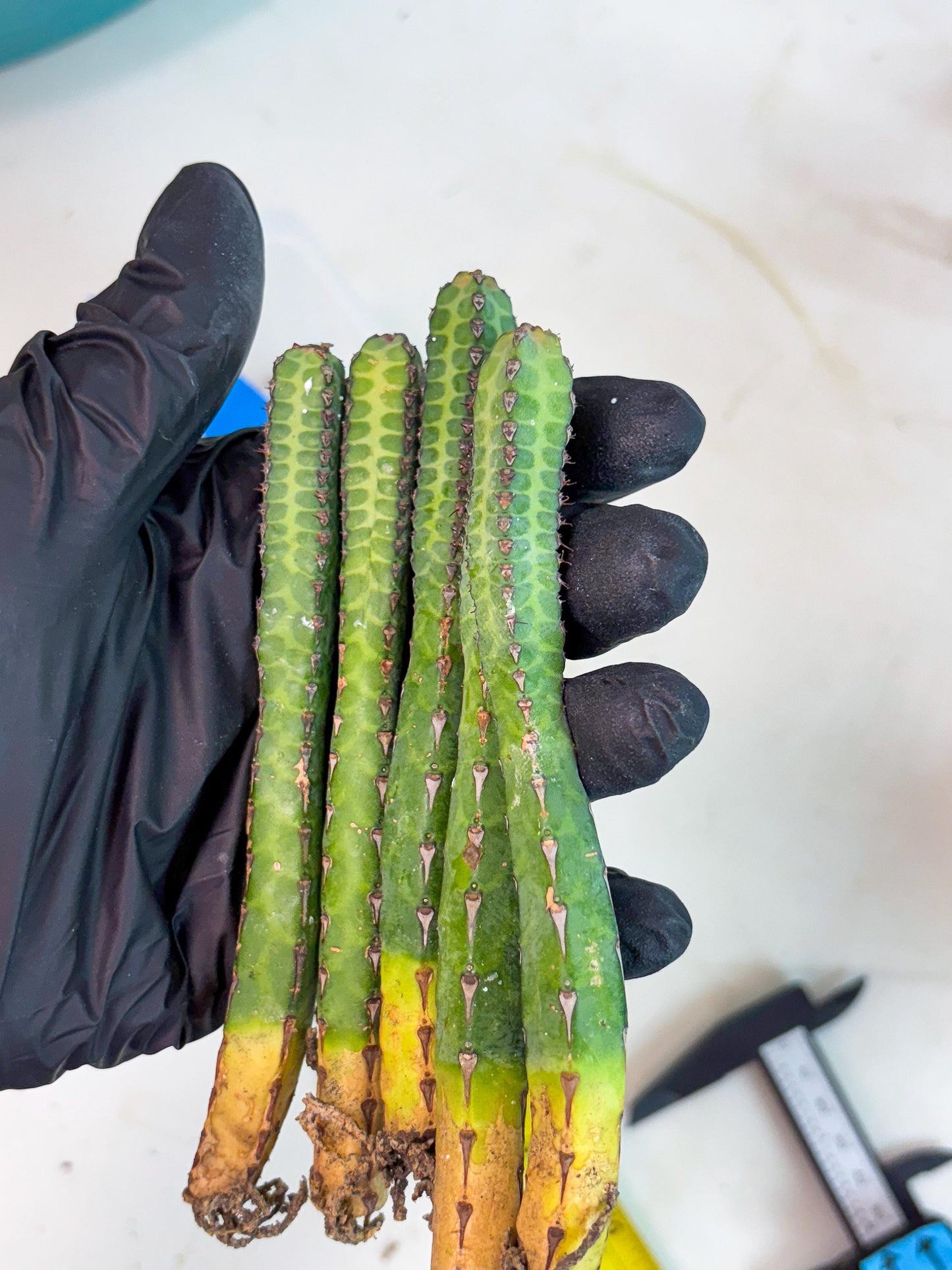 Heterochroma / Quadrangularis (b) | 1 Pot