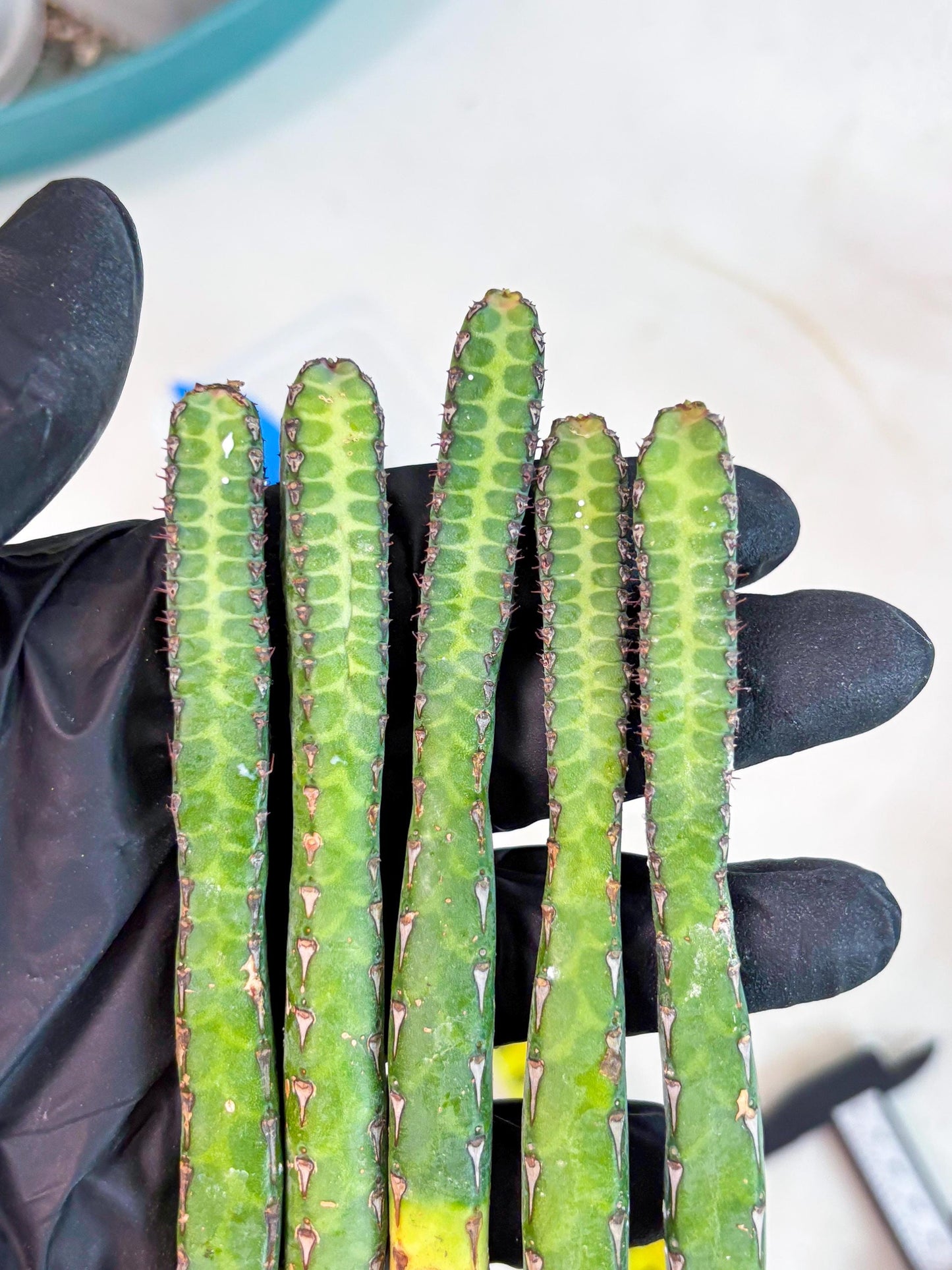 Heterochroma / Quadrangularis (b) | 1 Pot