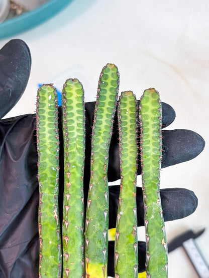 Heterochroma / Quadrangularis (b) | 1 Pot