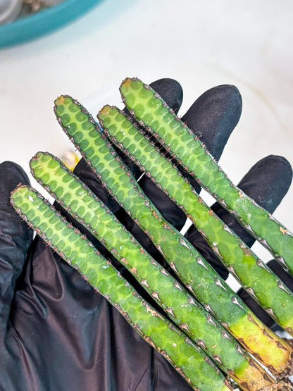 Heterochroma / Quadrangularis (b) | 1 Pot