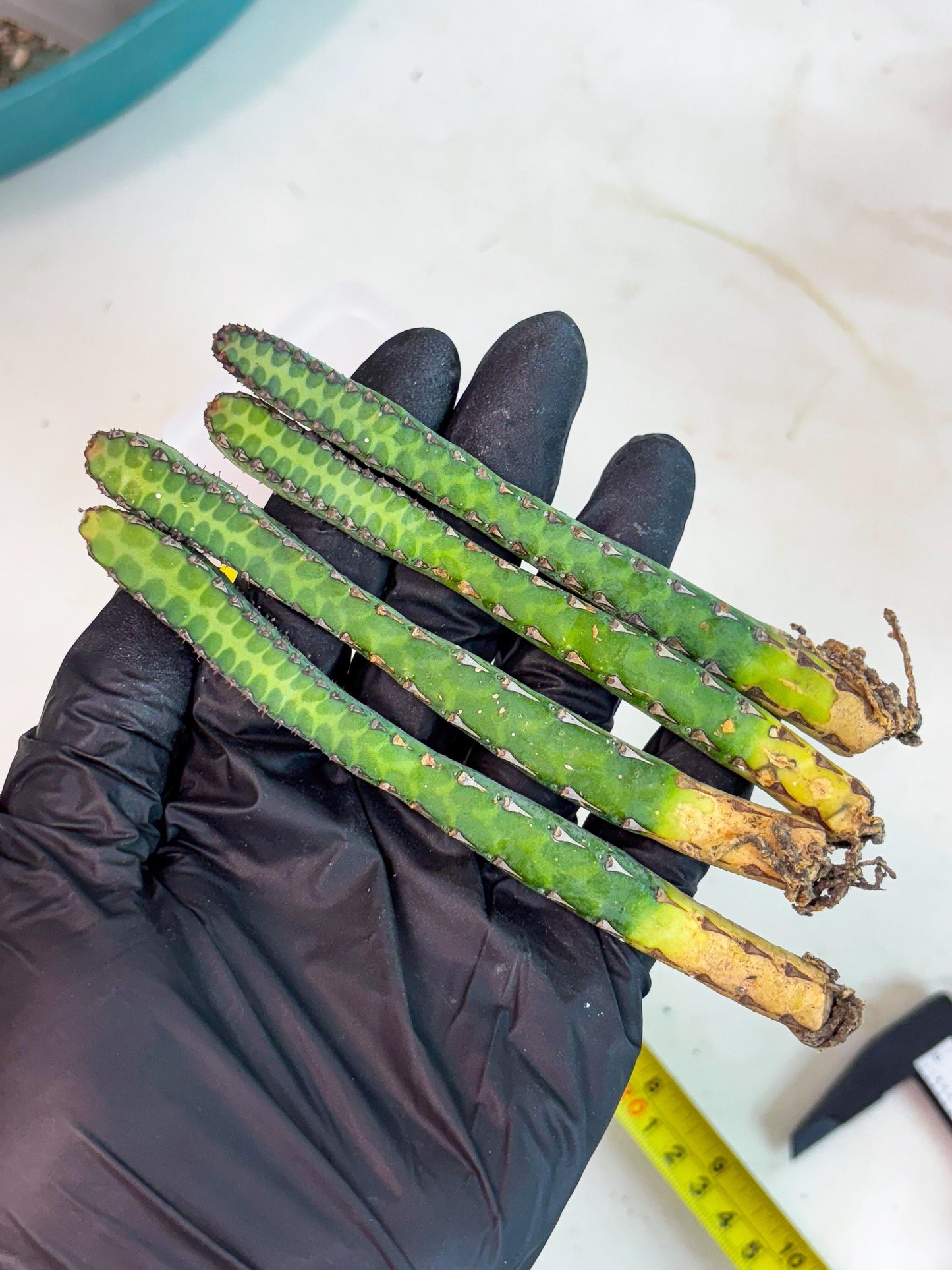 Heterochroma / Quadrangularis (p) | 1 Pot