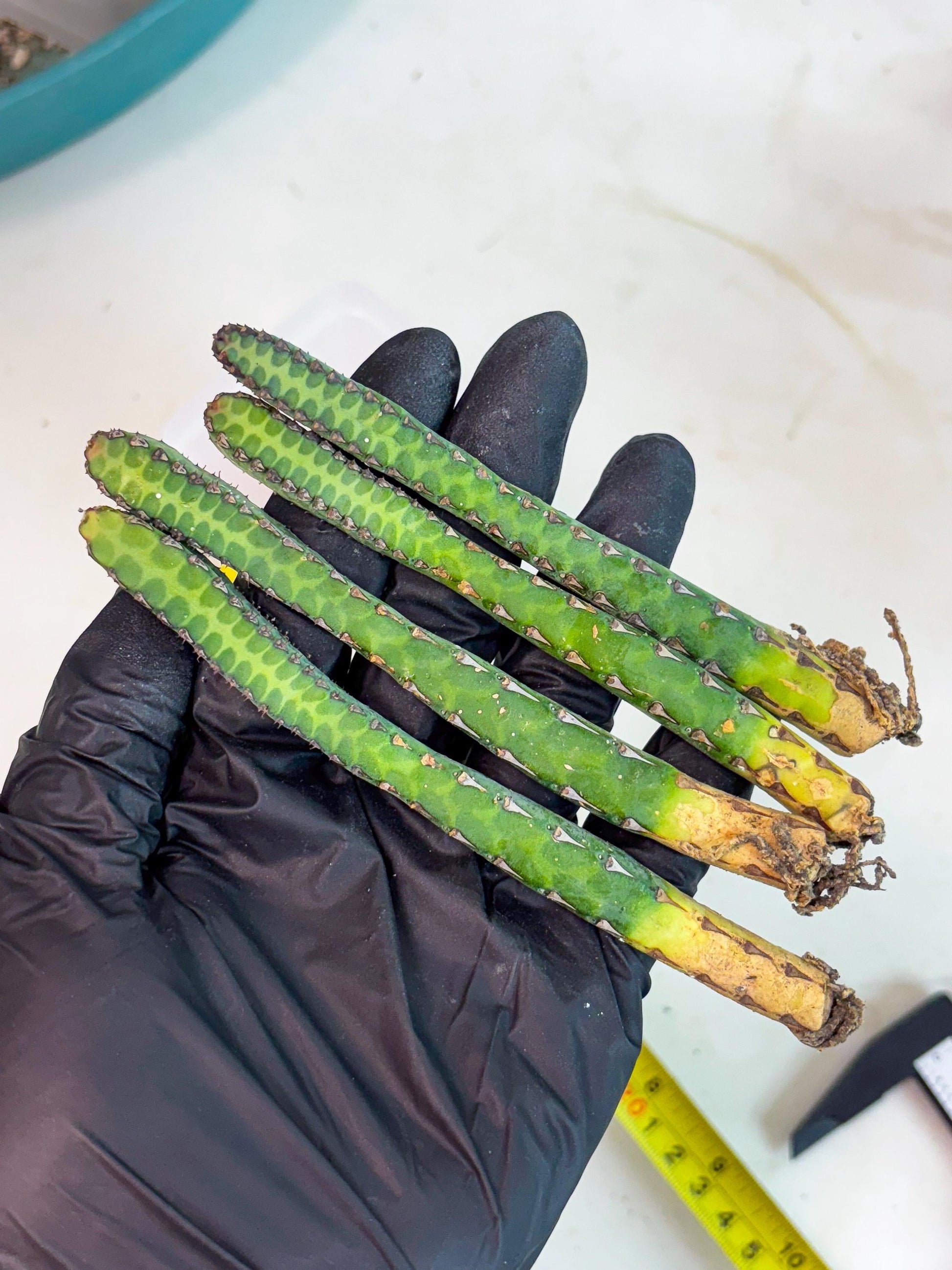 Heterochroma / Quadrangularis (p) | 1 Pot