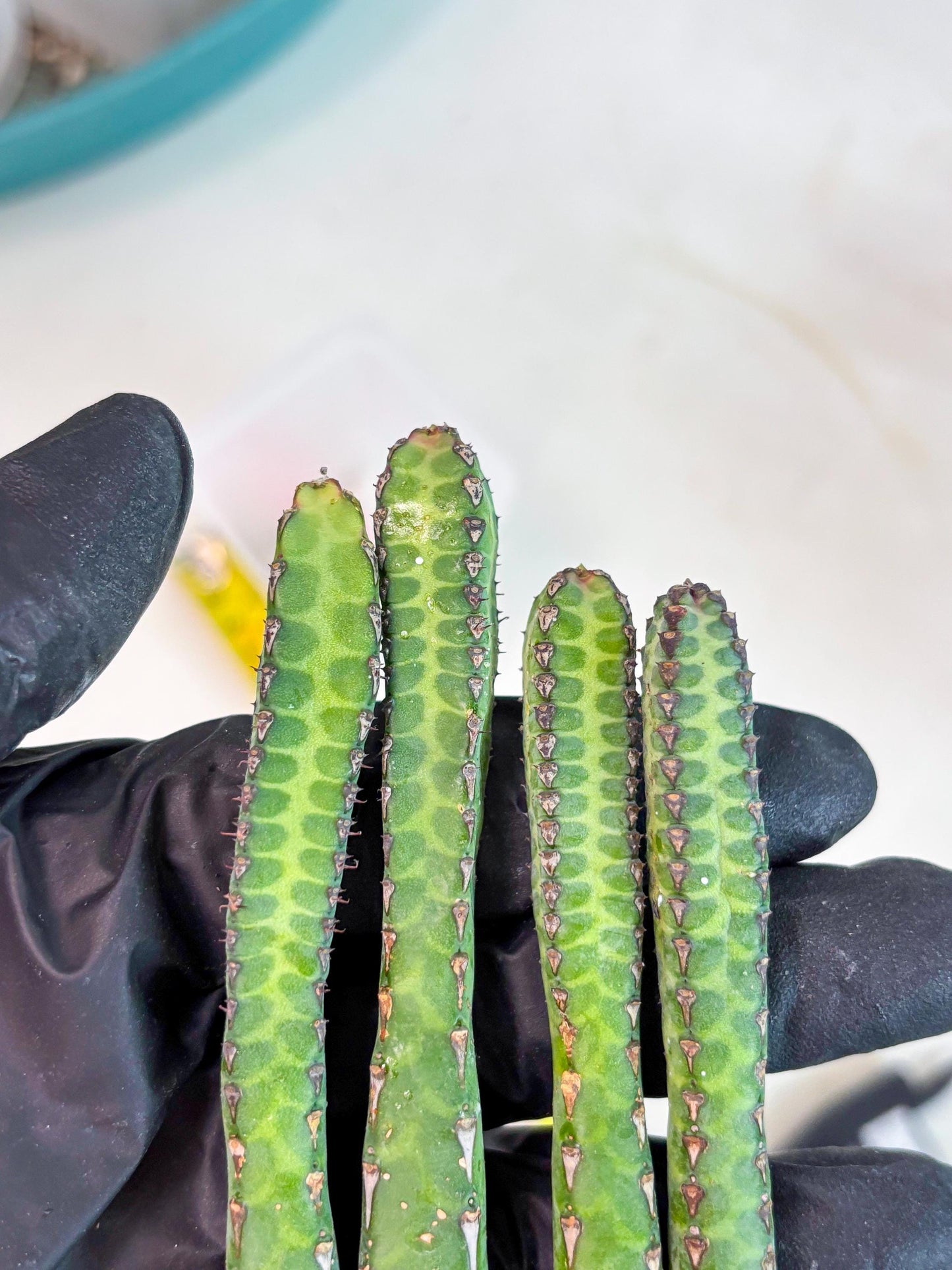 Heterochroma / Quadrangularis (p) | 1 Pot