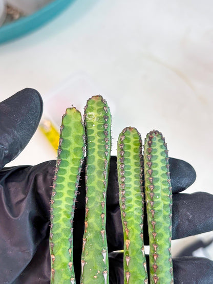 Heterochroma / Quadrangularis (p) | 1 Pot