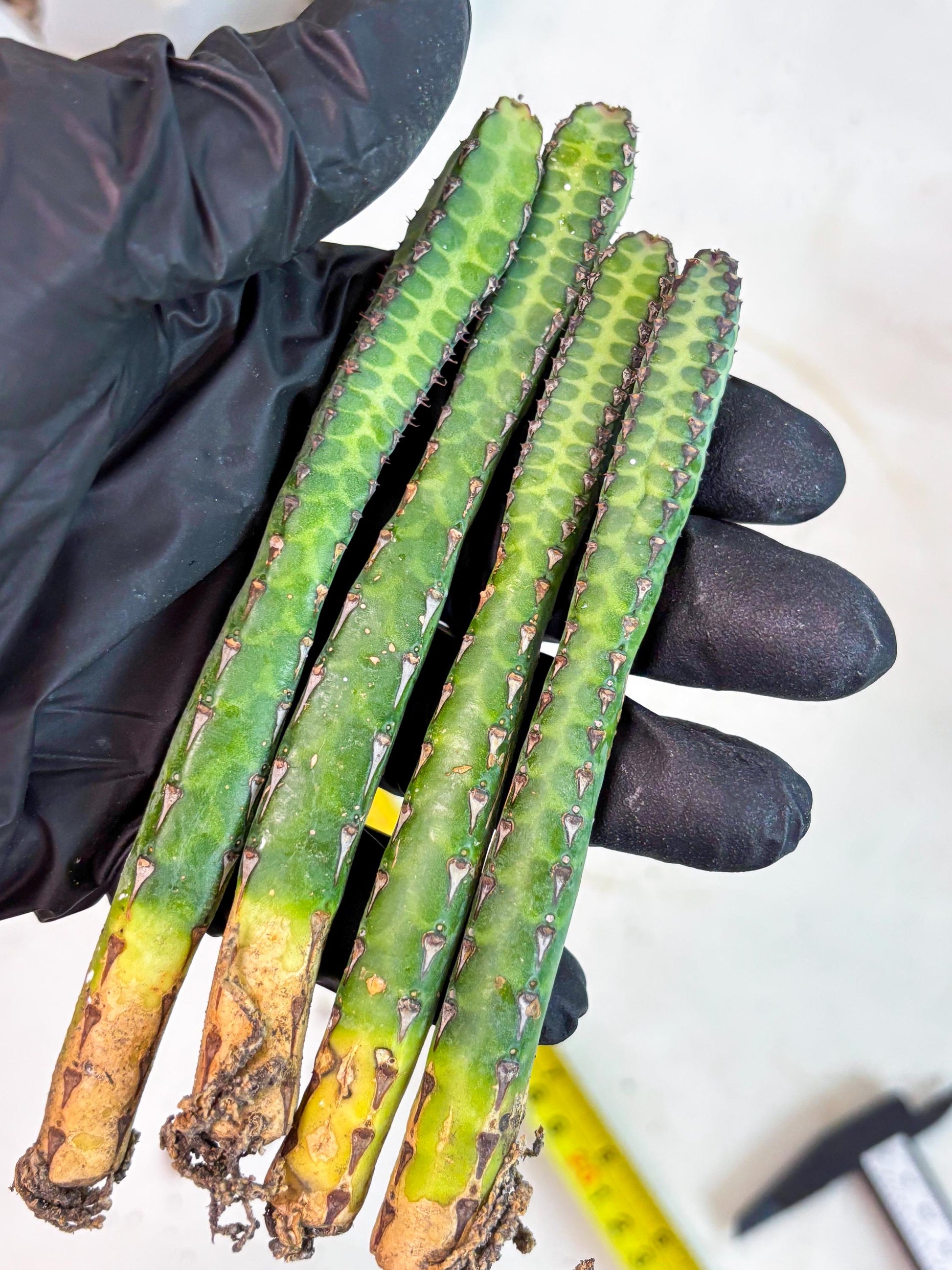 Heterochroma / Quadrangularis (p) | 1 Pot