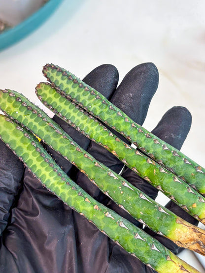 Heterochroma / Quadrangularis (p) | 1 Pot