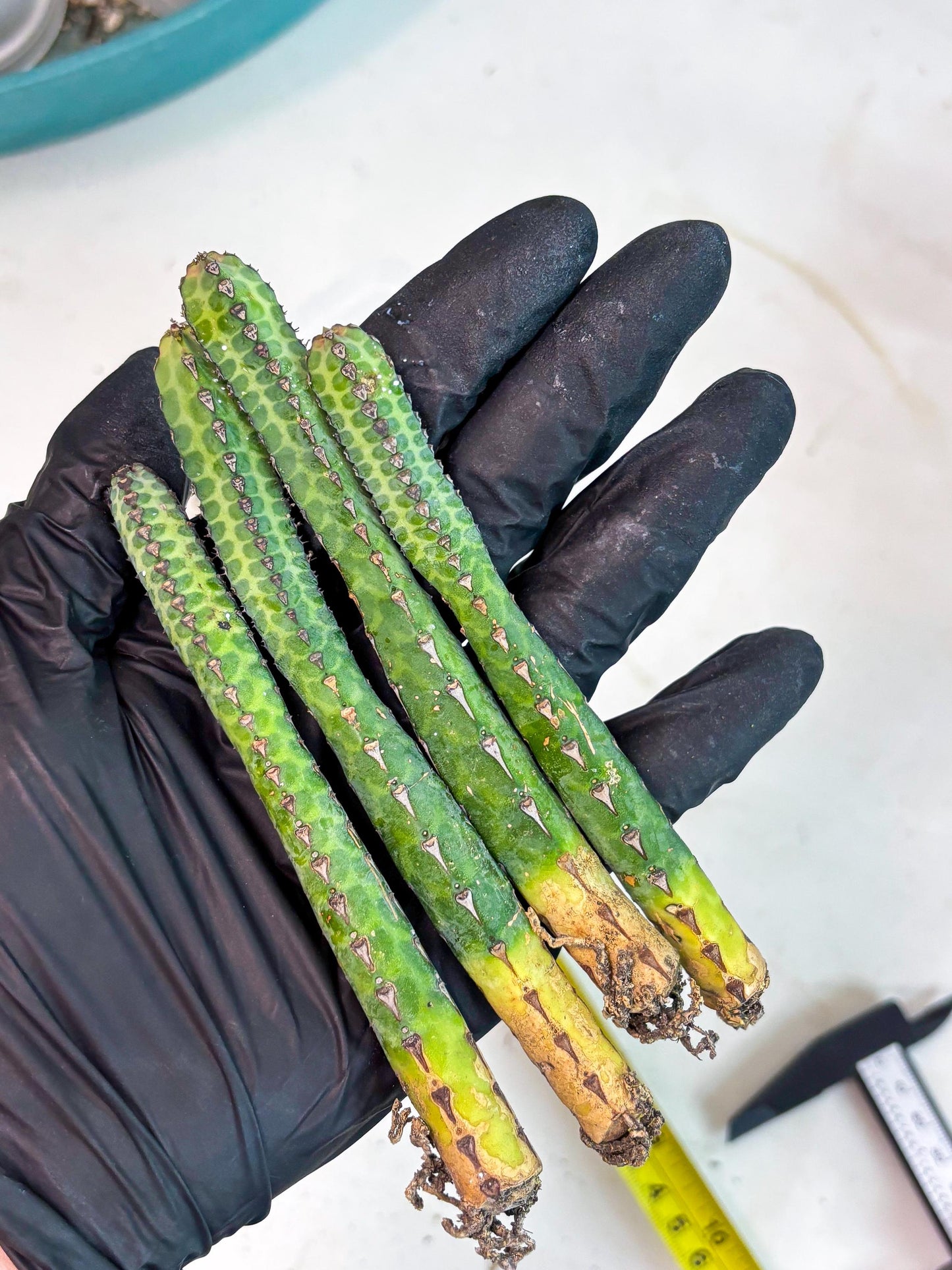 Heterochroma / Quadrangularis (p) | 1 Pot