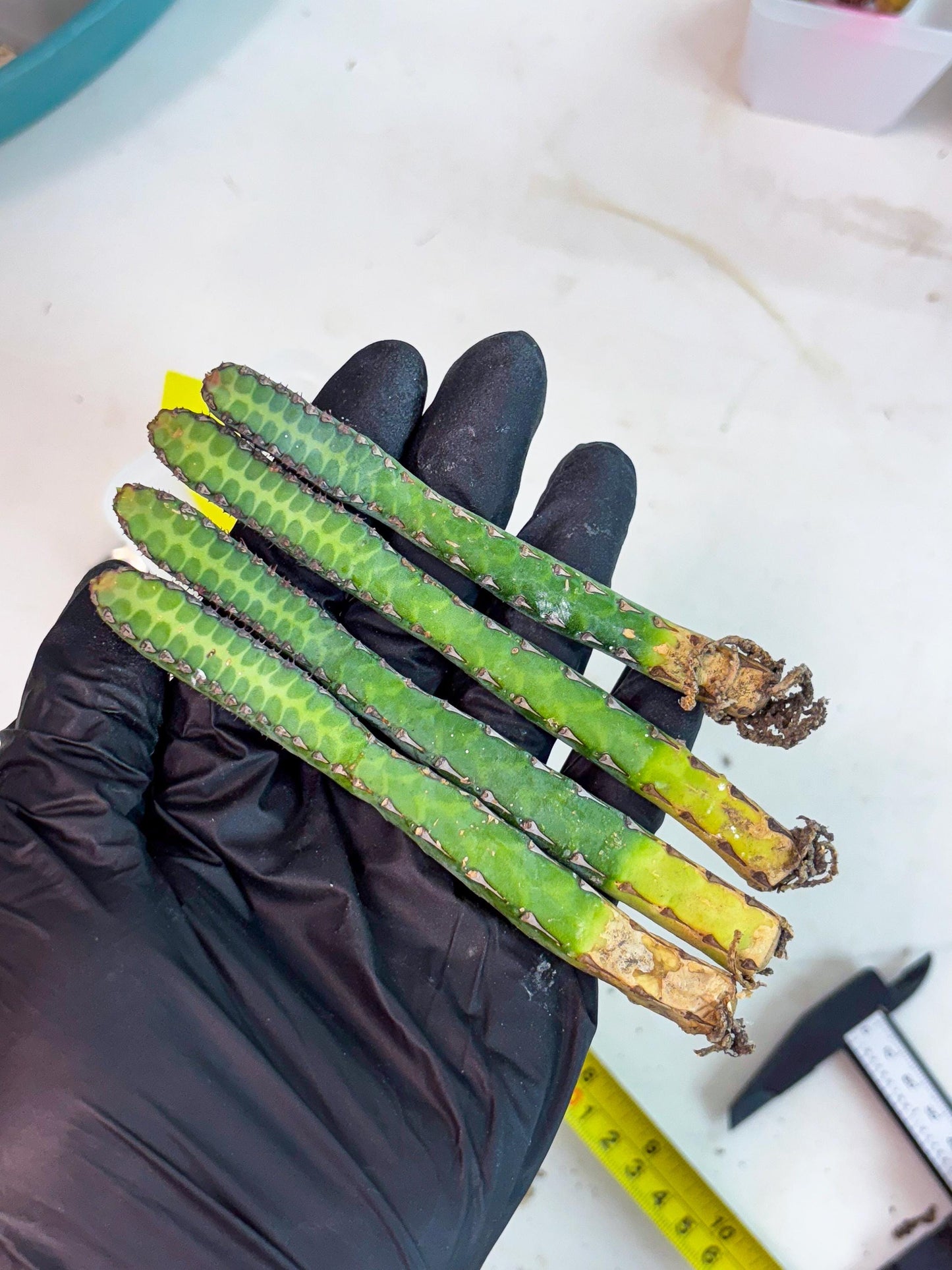 Heterochroma / Quadrangularis (y) | 1 Pot