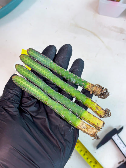 Heterochroma / Quadrangularis (y) | 1 Pot