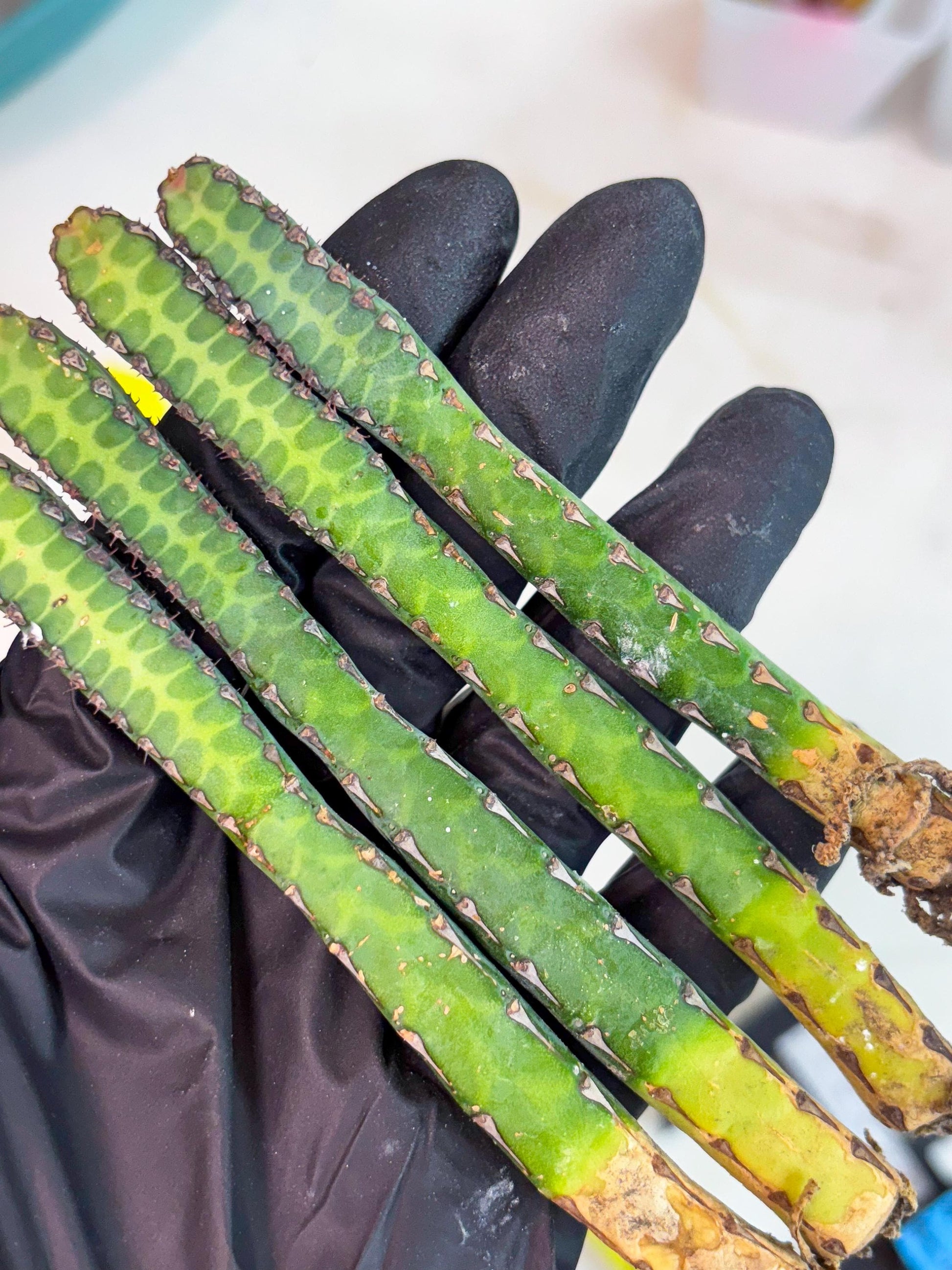 Heterochroma / Quadrangularis (y) | 1 Pot