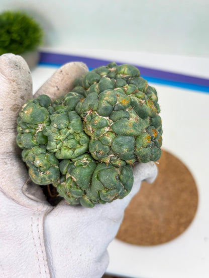 Coryphantha Elephantidens Cristata (p) | Rare Cactus