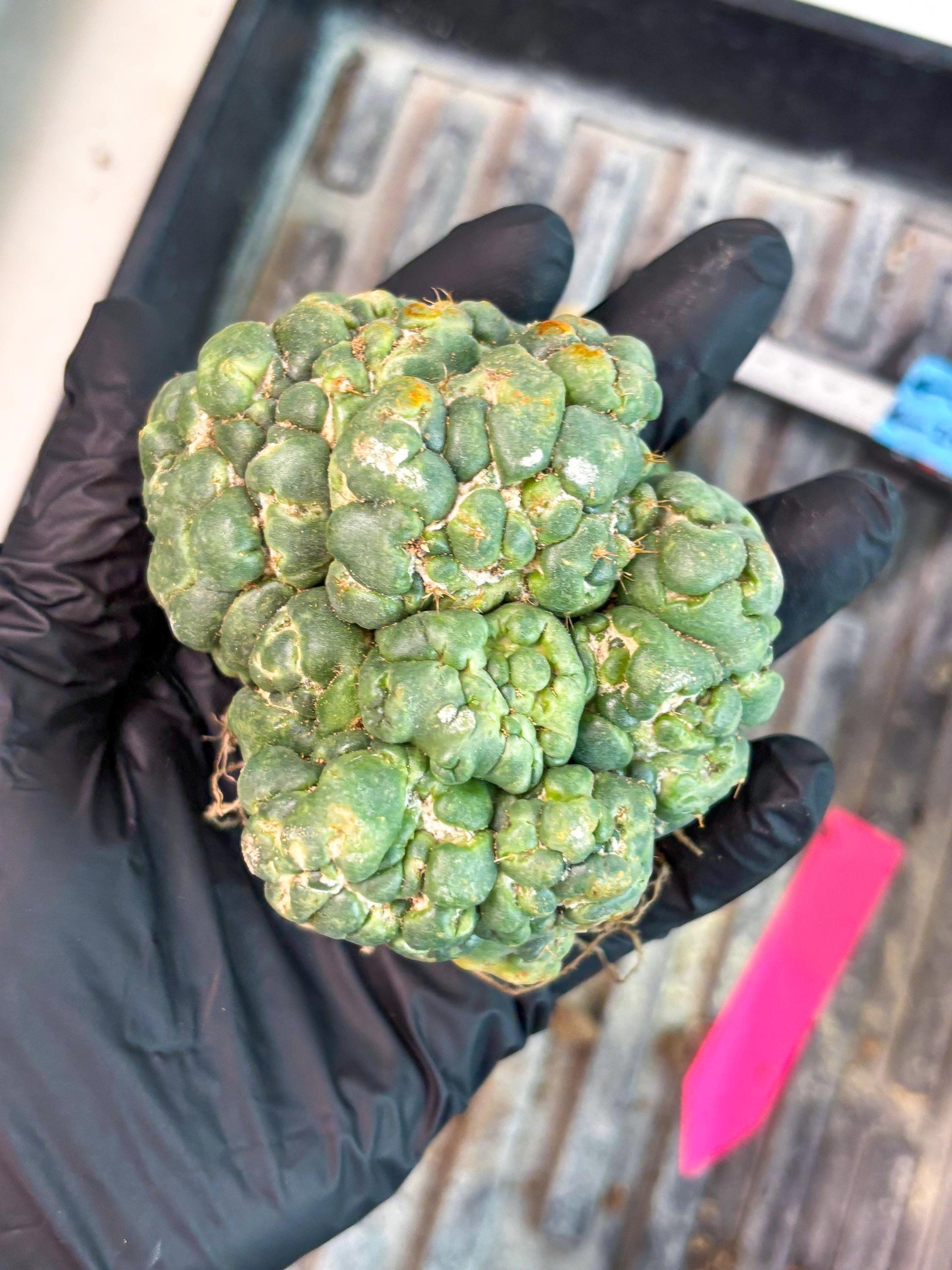 Coryphantha Elephantidens Cristata (p) | Rare Cactus