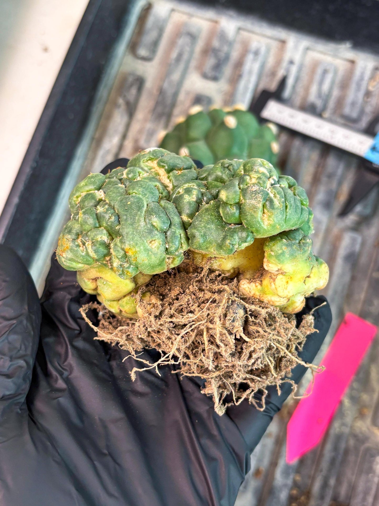 Coryphantha Elephantidens Cristata (p) | Rare Cactus