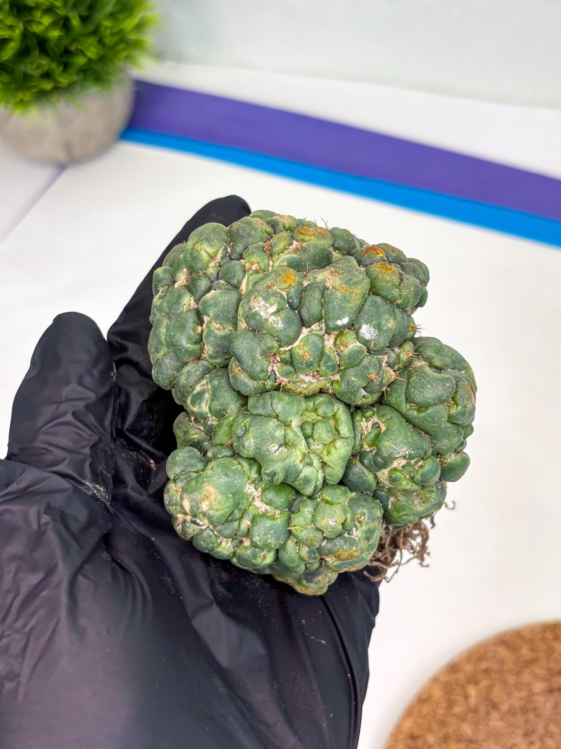 Coryphantha Elephantidens Cristata (p) | Rare Cactus