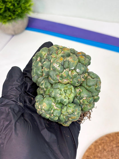 Coryphantha Elephantidens Cristata (p) | Rare Cactus