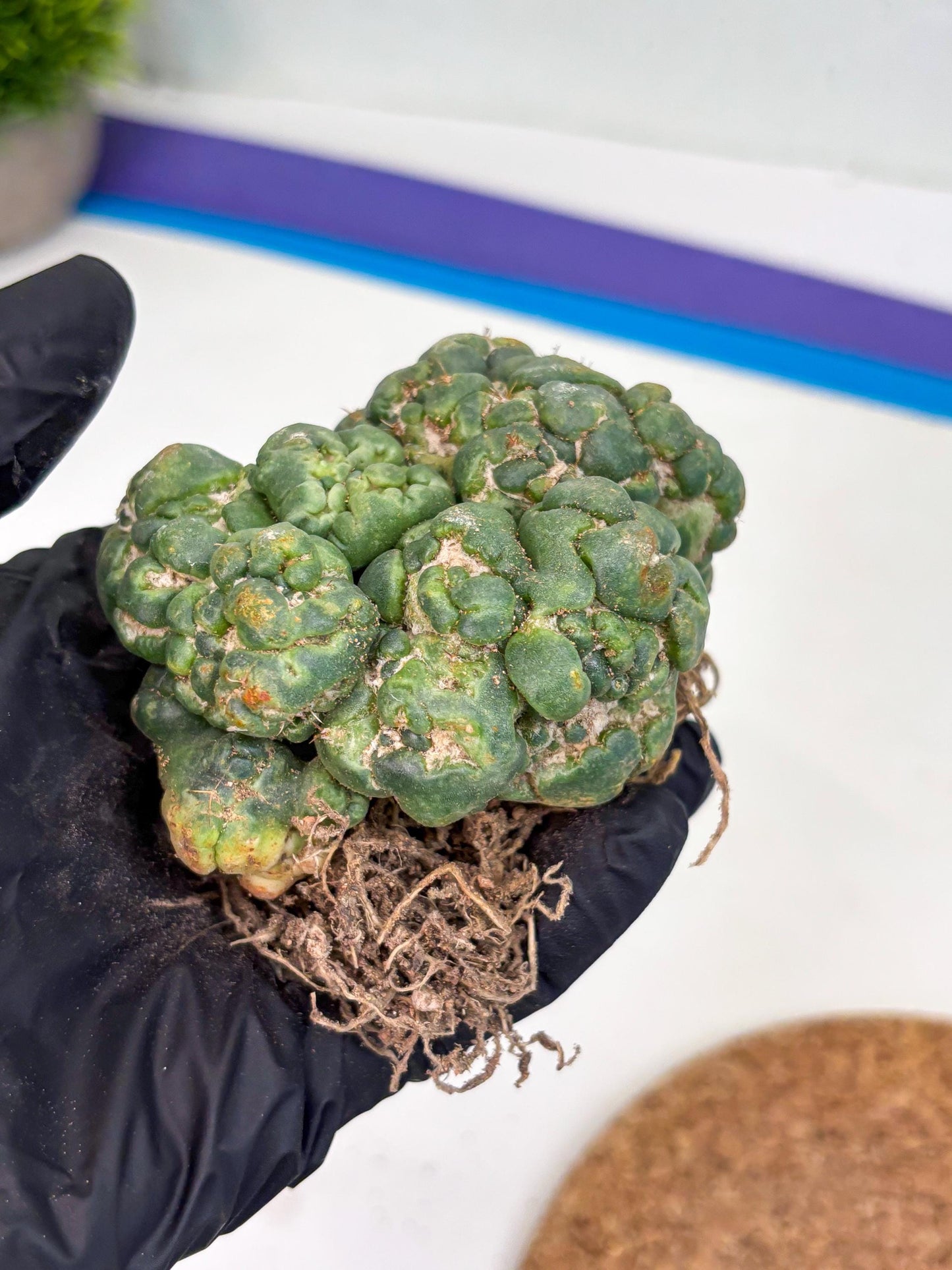 Coryphantha Elephantidens Cristata (p) | Rare Cactus