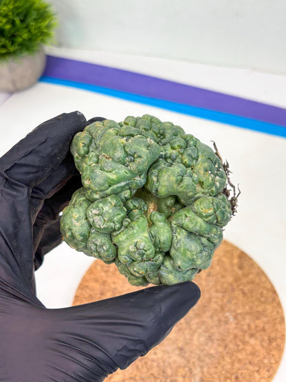 Coryphantha Elephantidens Cristata (y) | Rare Cactus