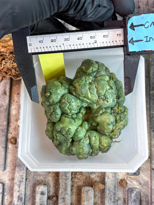 Coryphantha Elephantidens Cristata (y) | Rare Cactus