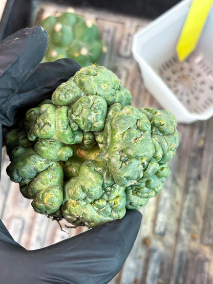 Coryphantha Elephantidens Cristata (y) | Rare Cactus