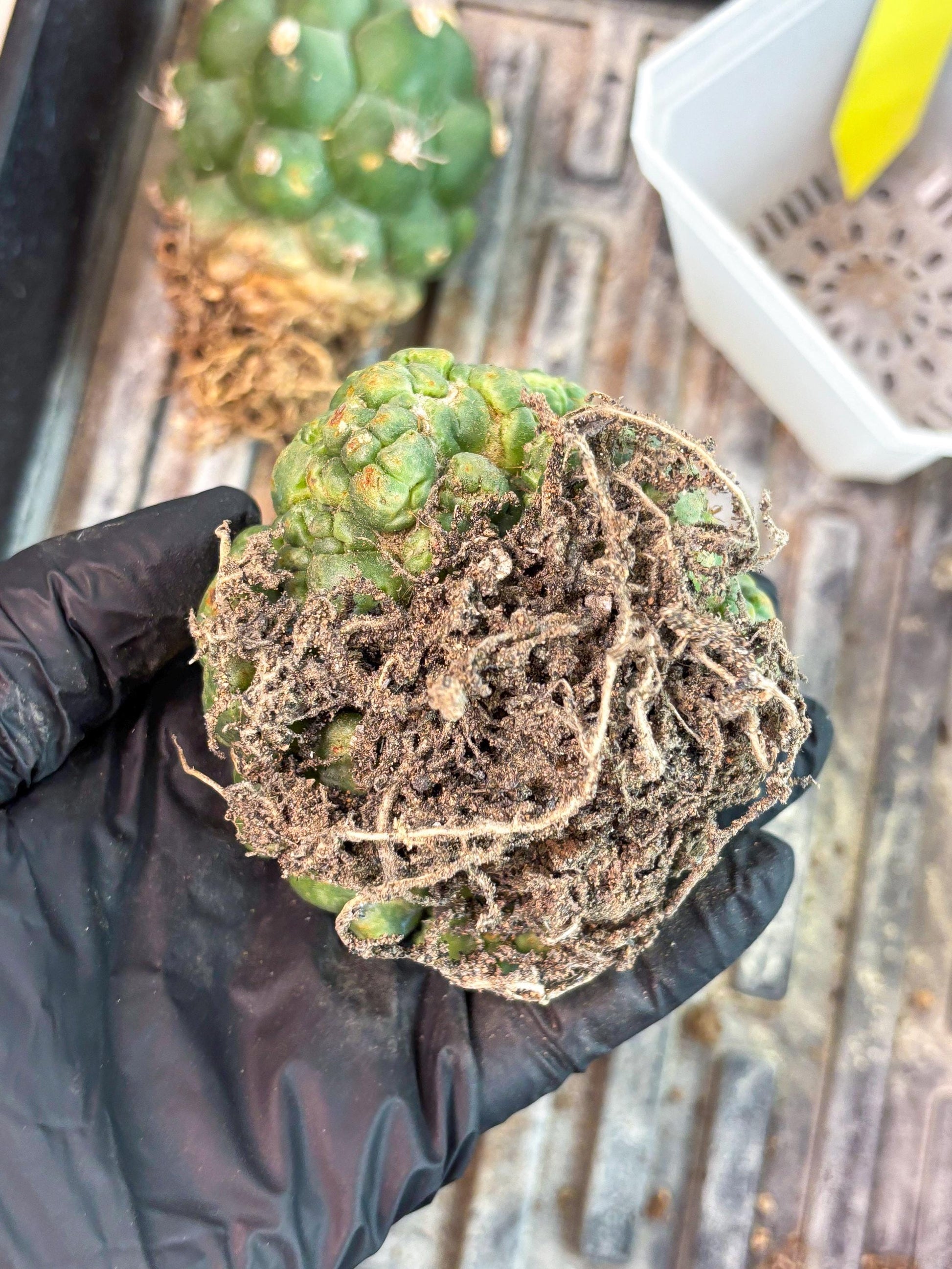 Coryphantha Elephantidens Cristata (y) | Rare Cactus