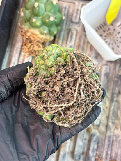 Coryphantha Elephantidens Cristata (y) | Rare Cactus