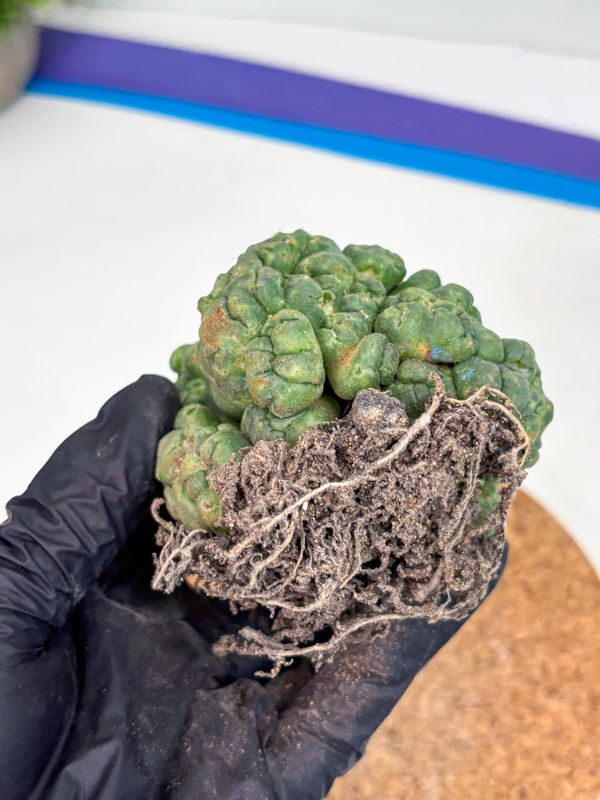 Coryphantha Elephantidens Cristata (y) | Rare Cactus