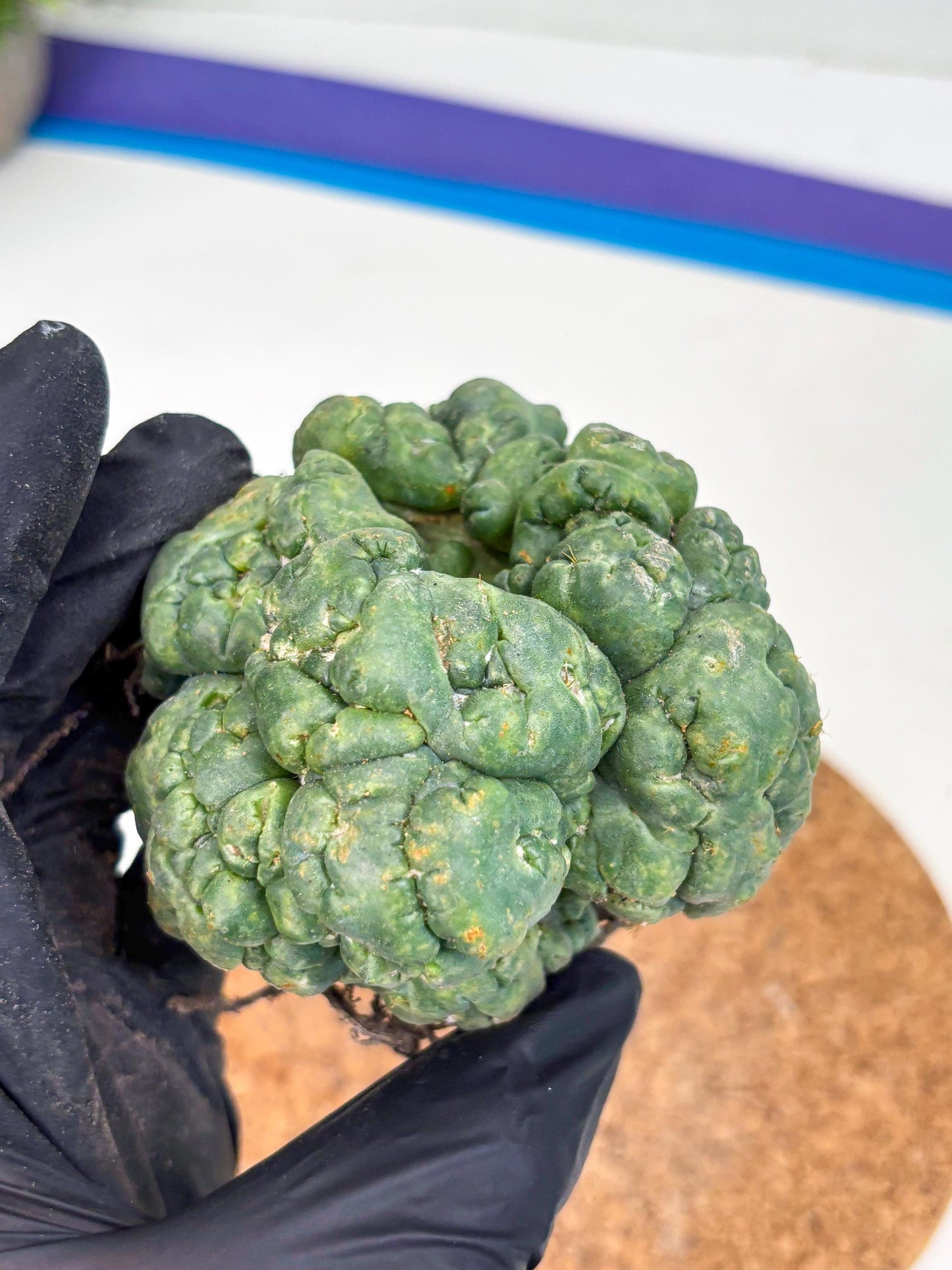 Coryphantha Elephantidens Cristata (y) | Rare Cactus