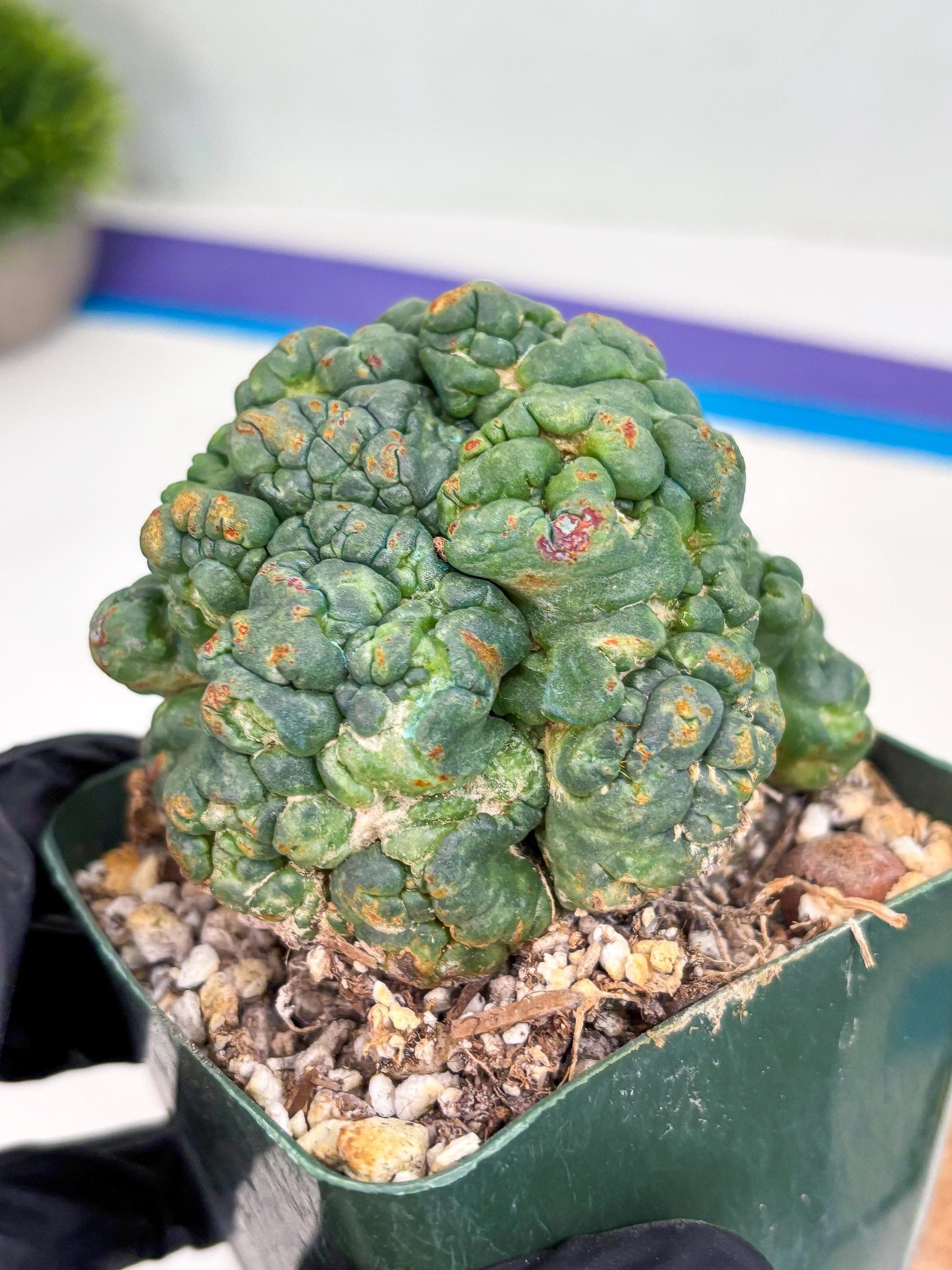 Coryphantha Elephantidens Cristata (r) | Discounted