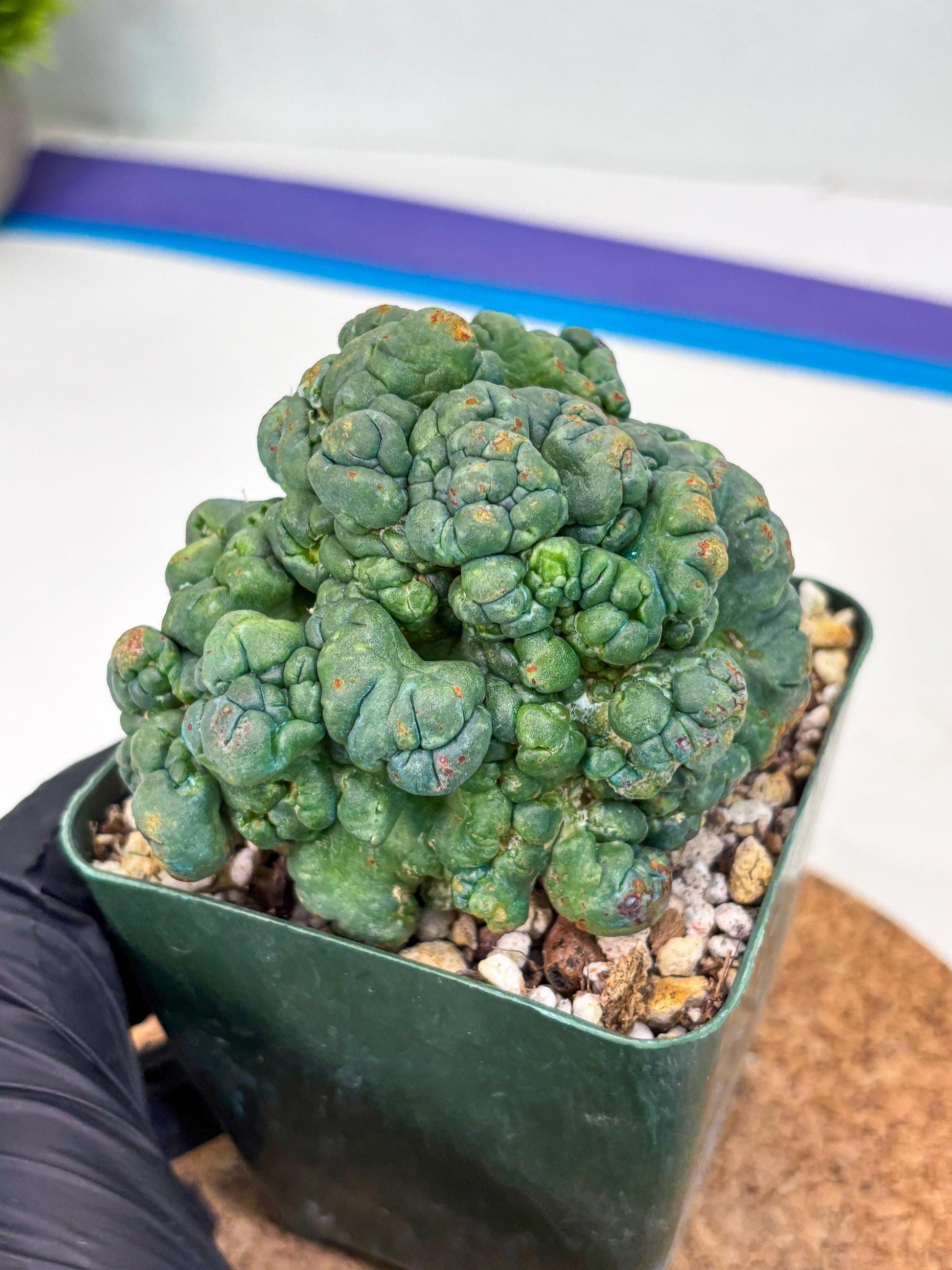 Coryphantha Elephantidens Cristata (r) | Discounted