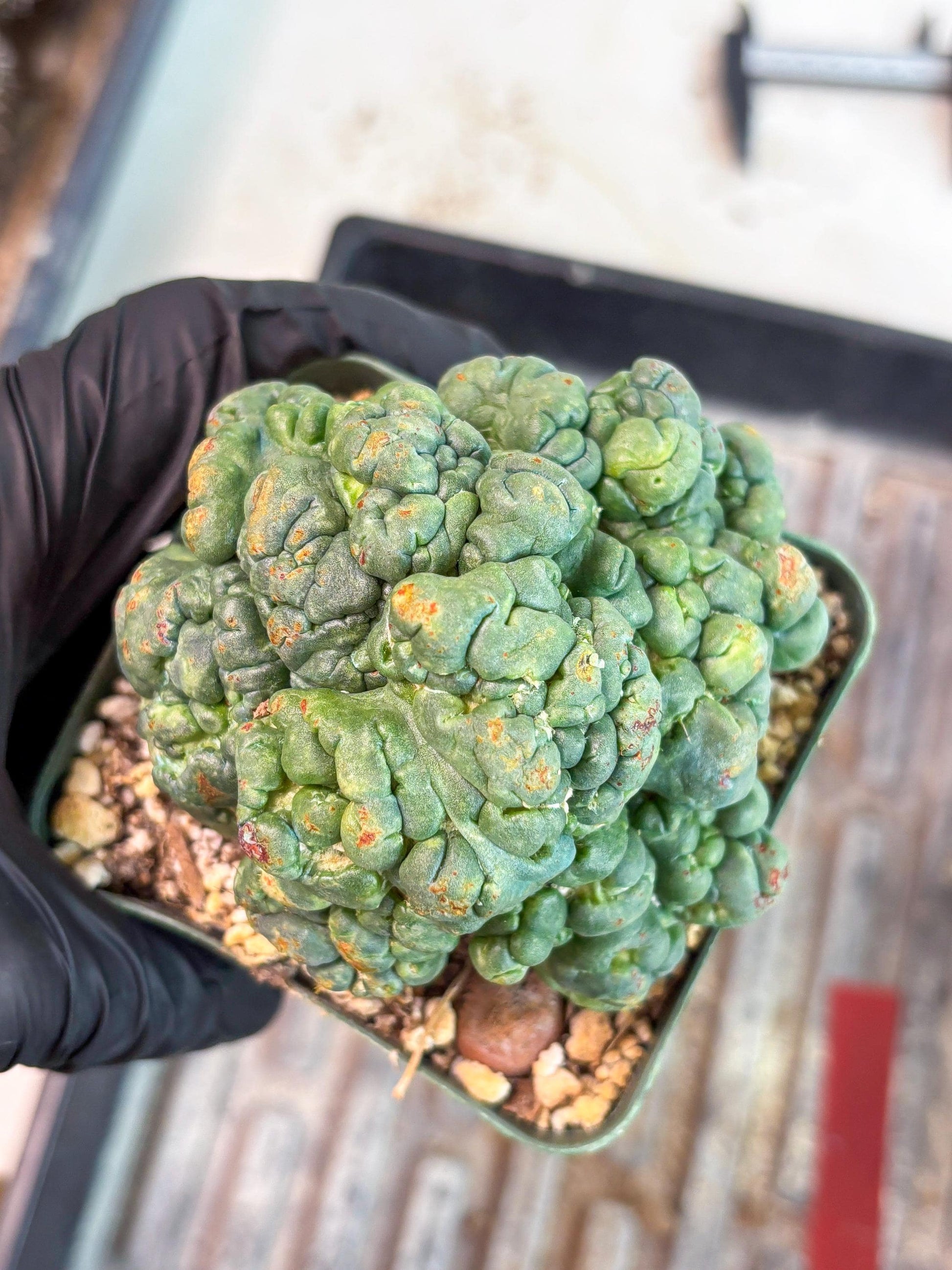 Coryphantha Elephantidens Cristata (r) | Discounted