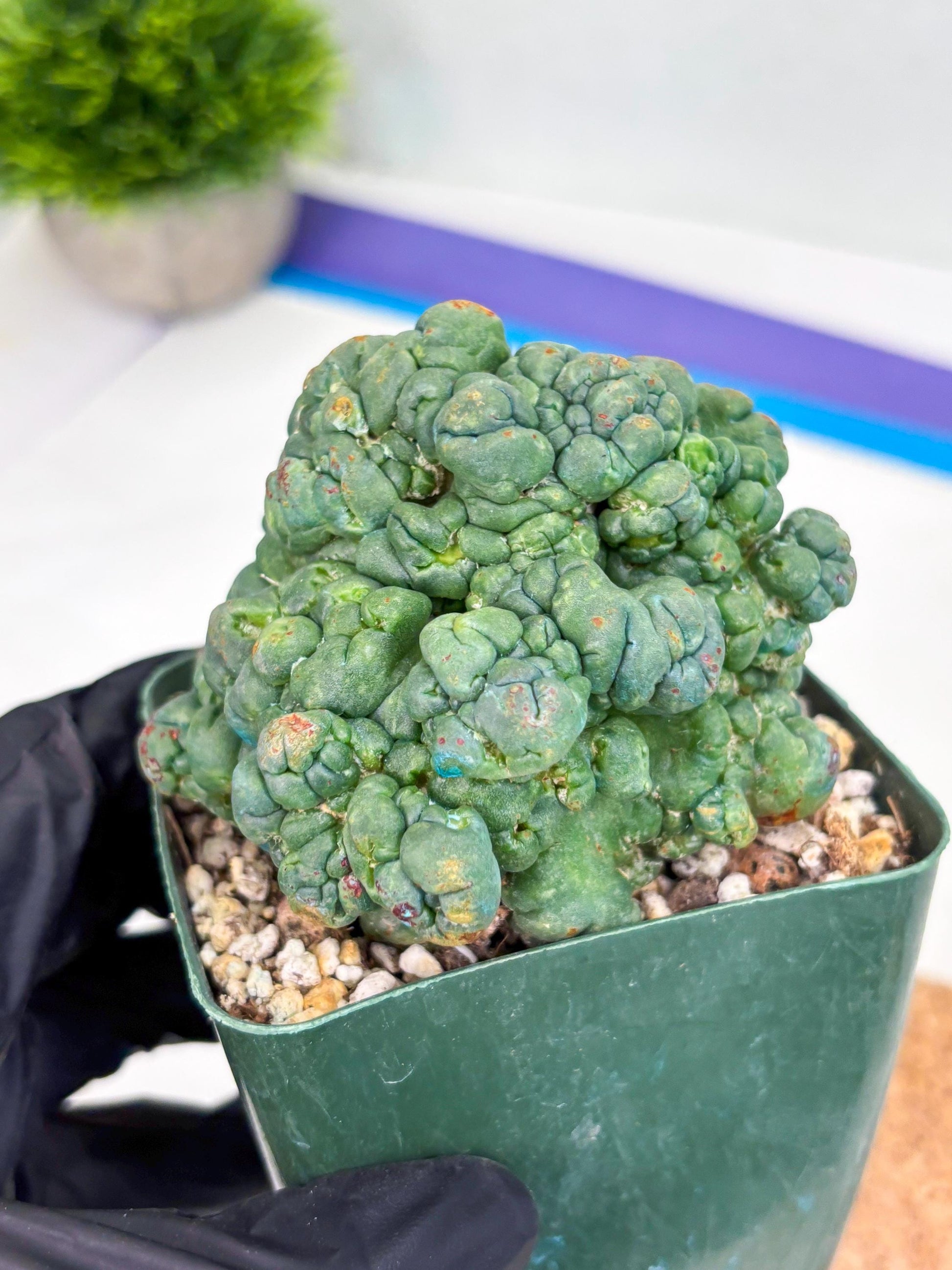 Coryphantha Elephantidens Cristata (r) | Discounted