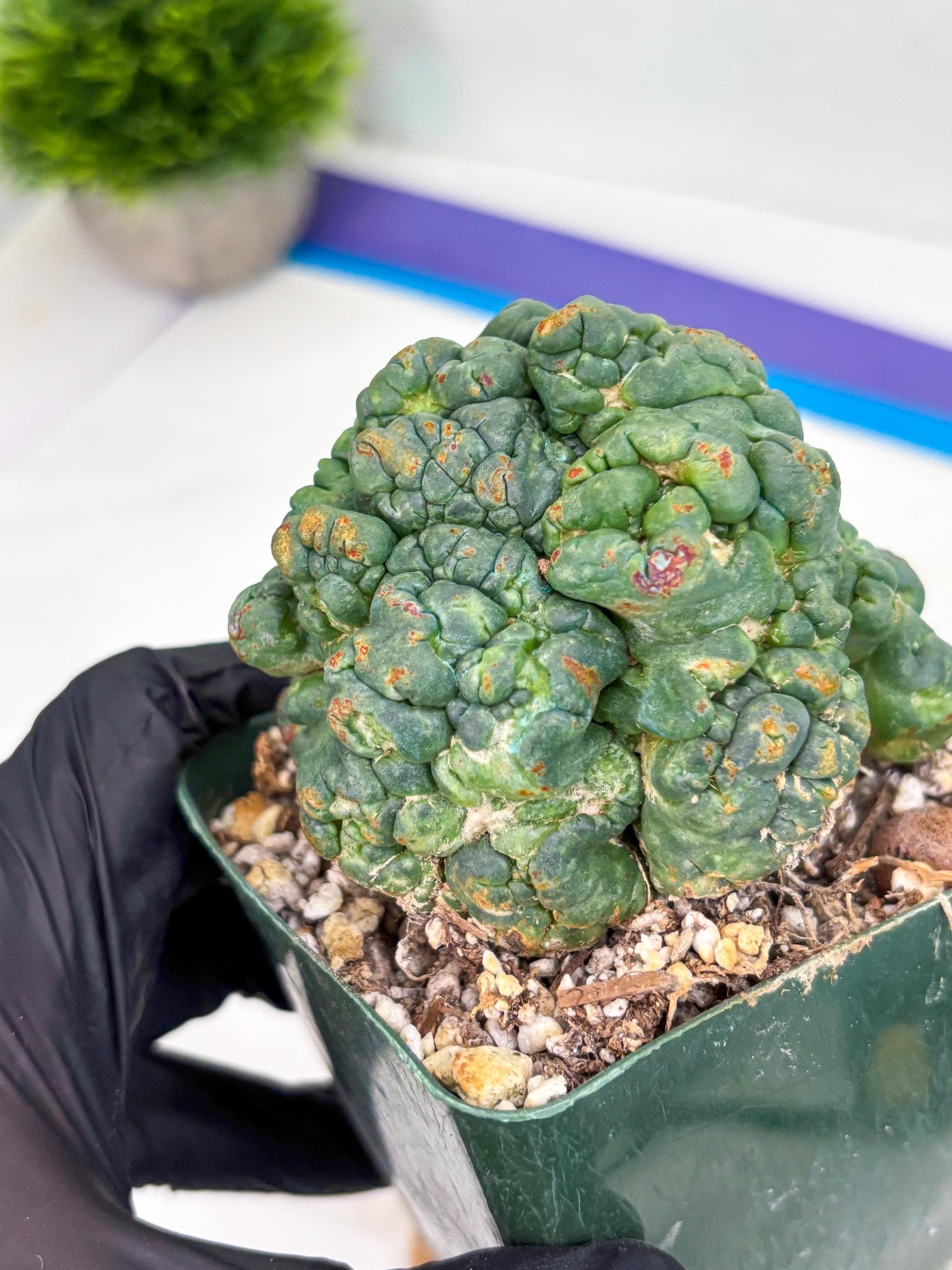 Coryphantha Elephantidens Cristata (r) | Discounted