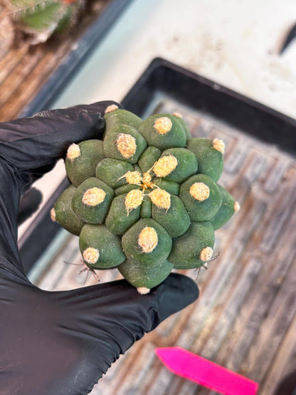 Gymnocalycium saglionis inermis (p) | Rare Import
