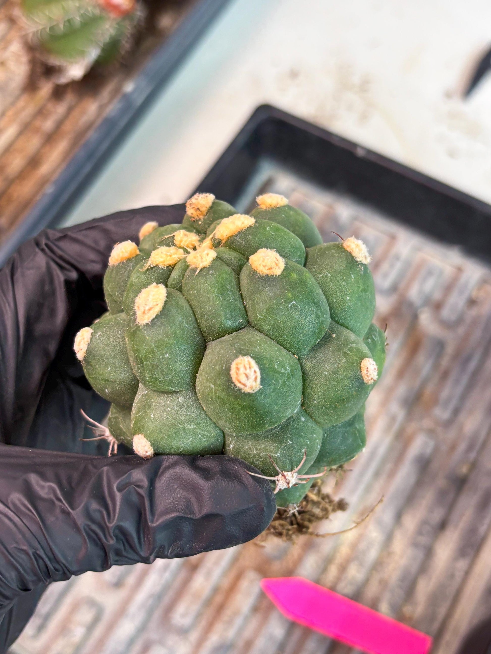 Gymnocalycium saglionis inermis (p) | Rare Import
