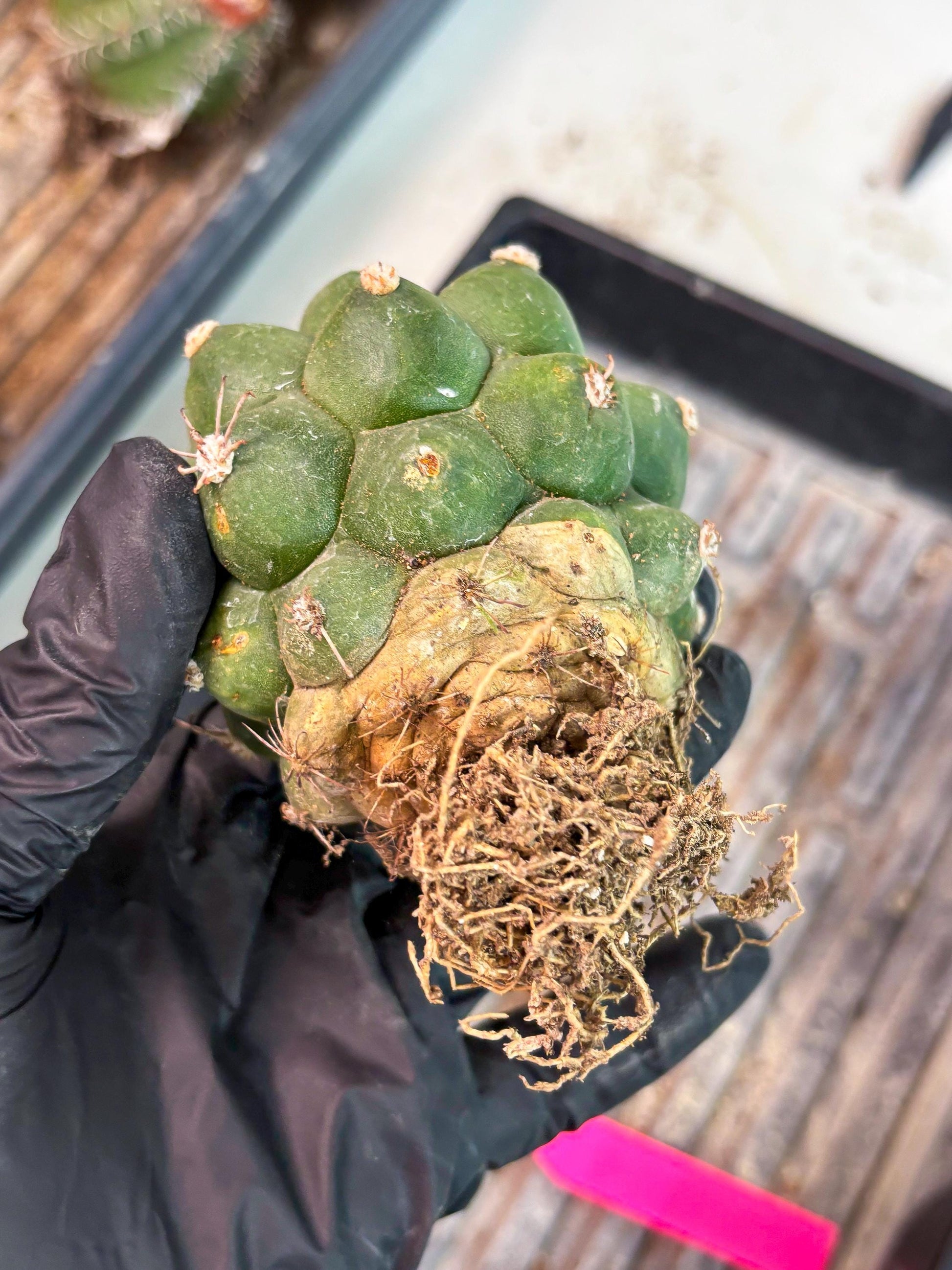 Gymnocalycium saglionis inermis (p) | Rare Import