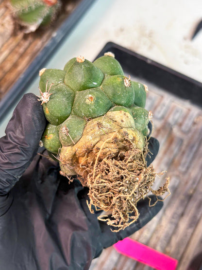 Gymnocalycium saglionis inermis (p) | Rare Import