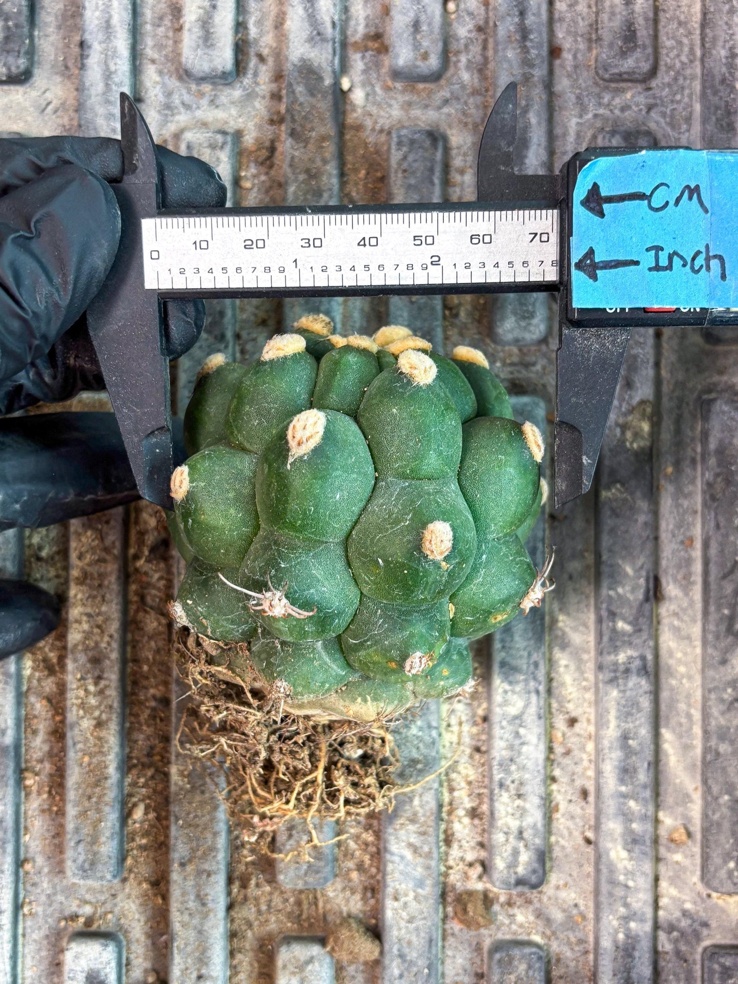 Gymnocalycium saglionis inermis (p) | Rare Import