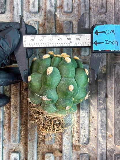 Gymnocalycium saglionis inermis (p) | Rare Import