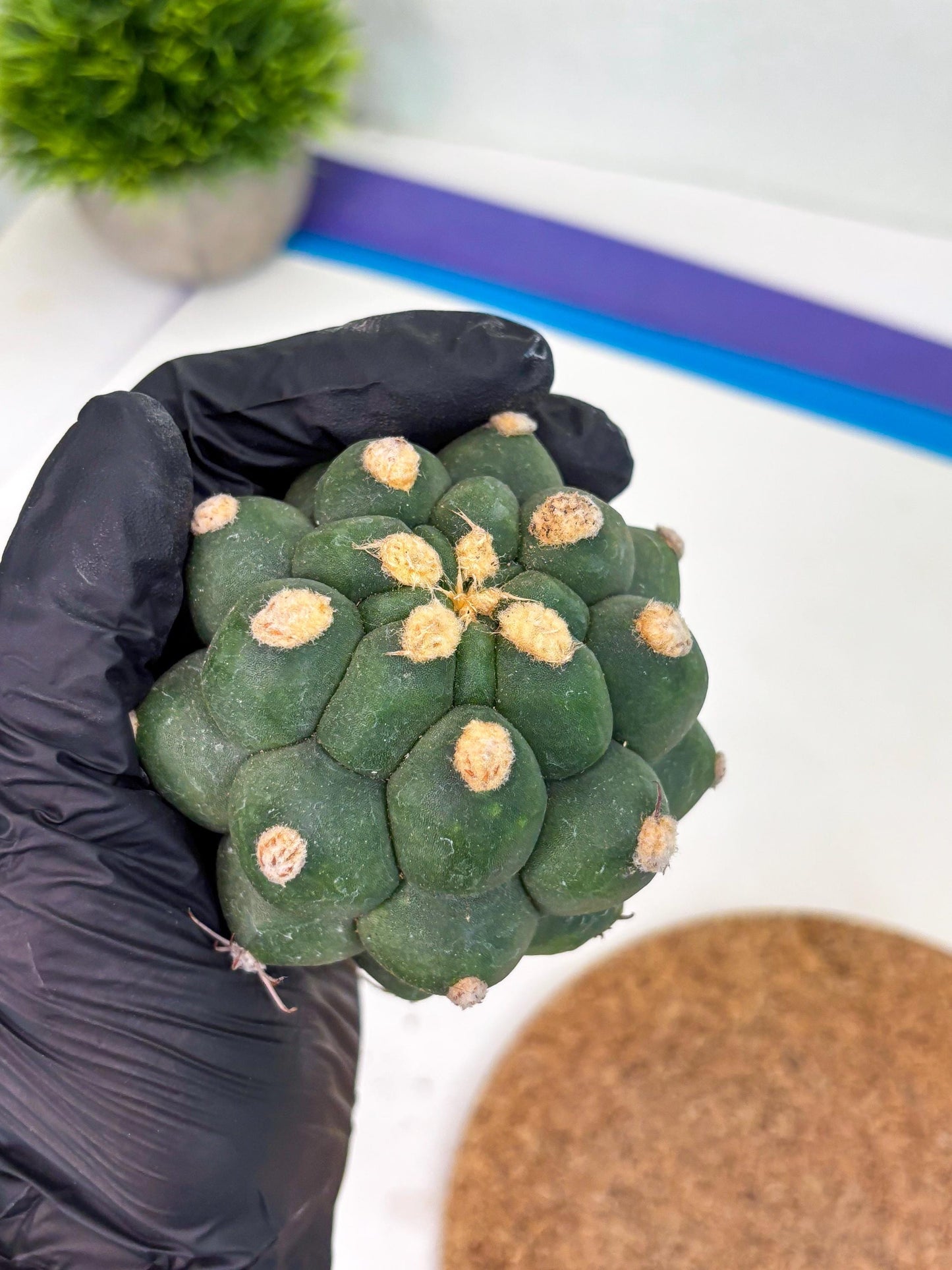 Gymnocalycium saglionis inermis (p) | Rare Import