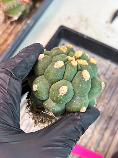Gymnocalycium saglionis inermis (p) | Rare Import