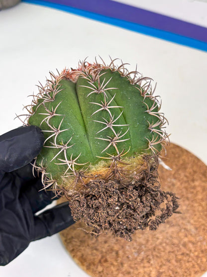 Cereus Geometrizans Matanzanus (y) | Rare Import