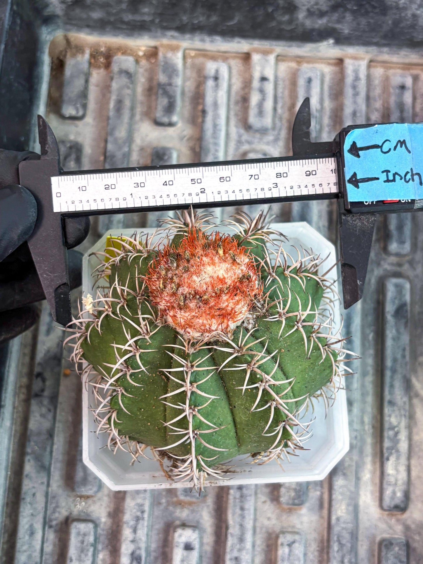 Cereus Geometrizans Matanzanus (y) | Rare Import