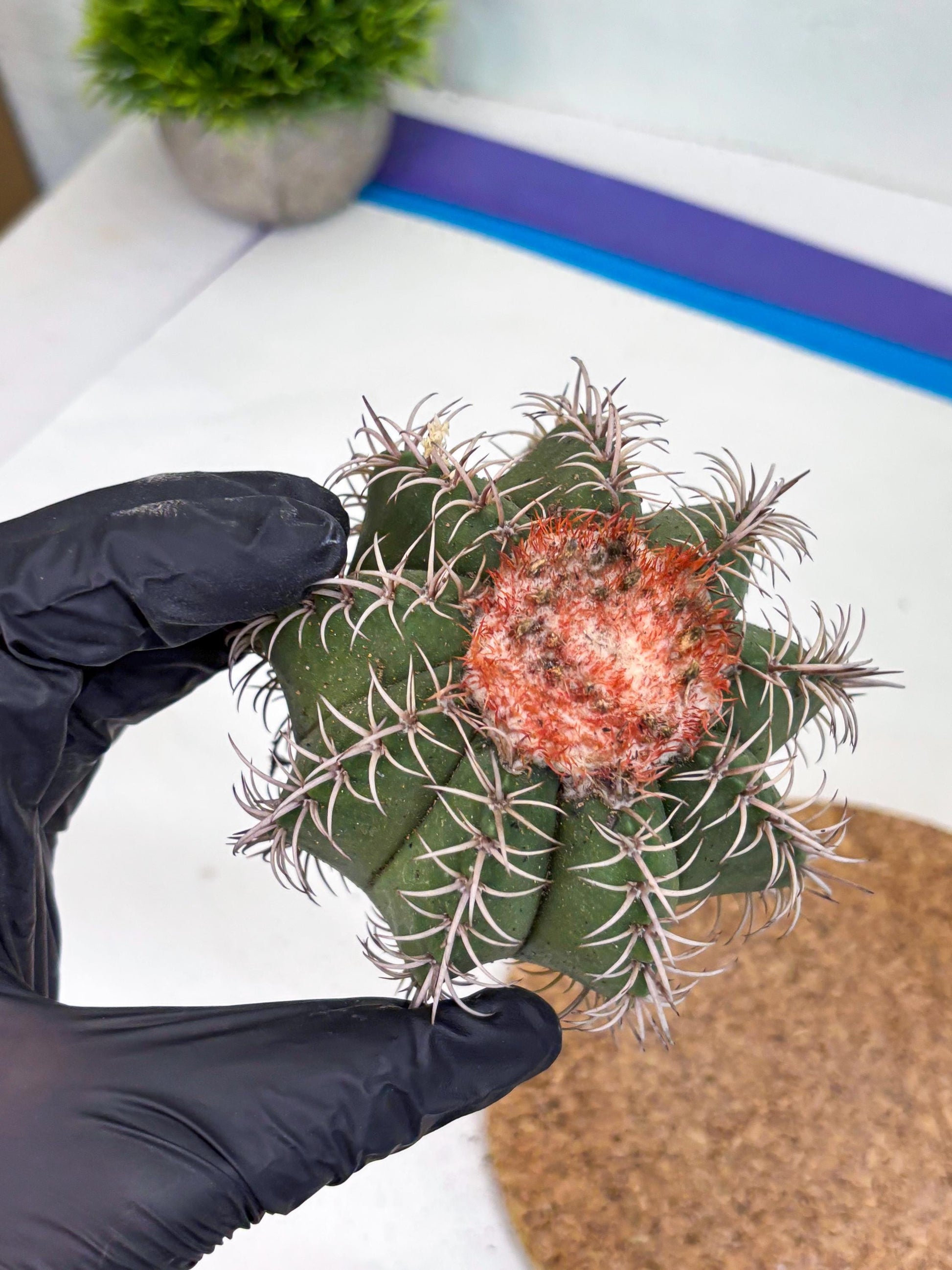 Cereus Geometrizans Matanzanus (y) | Rare Import